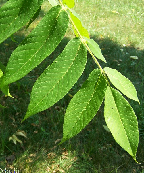 Japanese Walnut Juglans ailantifolia North American Insects & Spiders