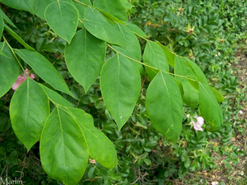Kentucky Coffee Tree Gymnocladus dioicus North American Insects & Spiders