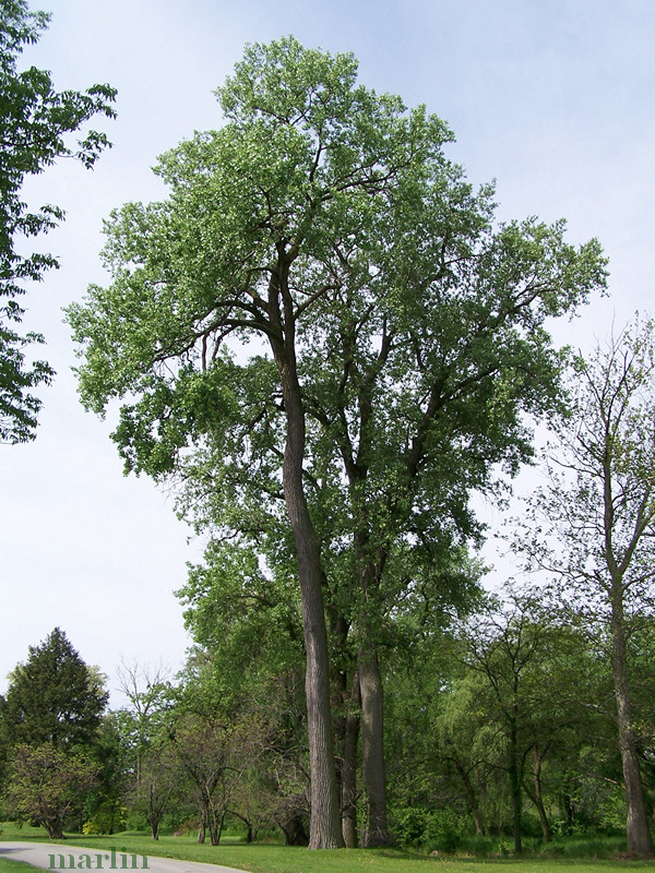 Eastern Cottonwood Populus deltoides North American Insects & Spiders