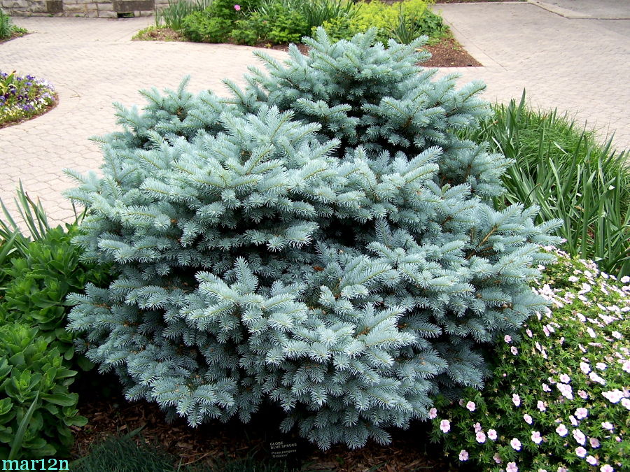 Blue Globe Spruce Picea pungens 'Globosa' North American Insects