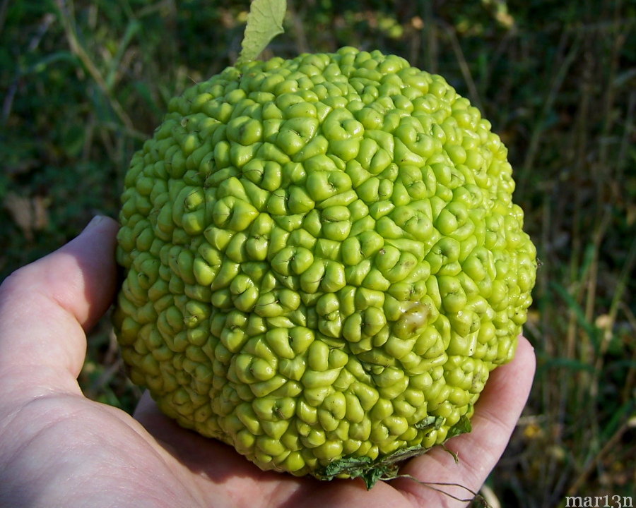 Osage Orange Tree - Maclura pomifera - North American Insects & Spiders