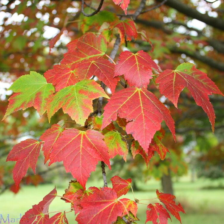 Tilford Red Maple Acer rubrum 'Tilford' North American Insects