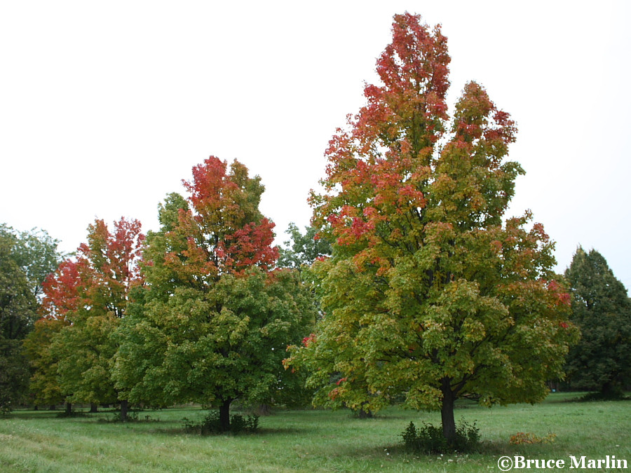 Bowhall Red Maple Acer rubrum 'Bowhall' North American Insects