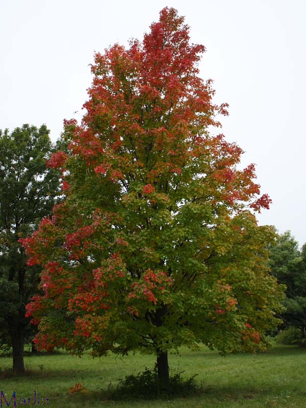 Bowhall Red Maple Acer rubrum 'Bowhall' North American Insects