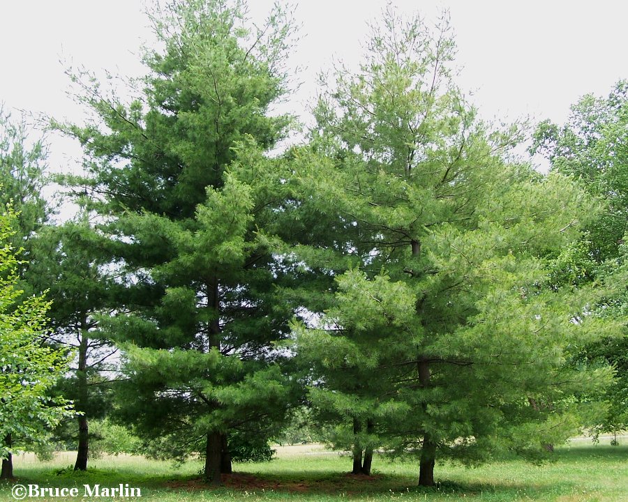 Family Pinaceae The Pines, Cedars, Spruce, and Firs North American