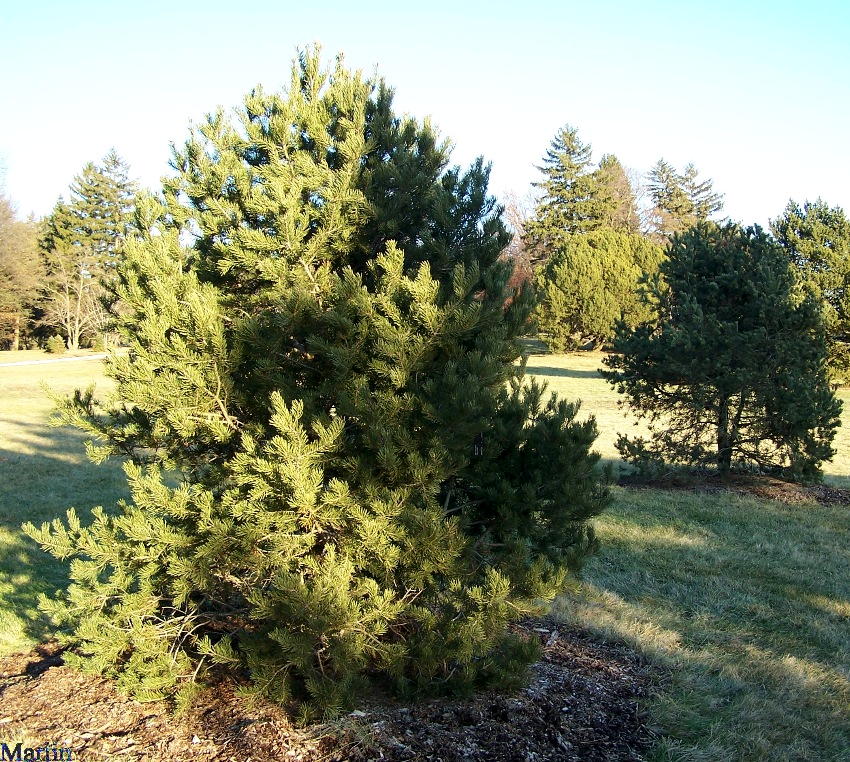Pinyon Pine Pinus edulis North American Insects & Spiders