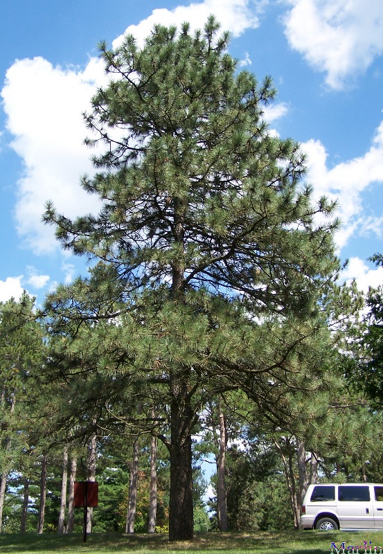 Ponderosa Pine Pinus ponderosa North American Insects & Spiders