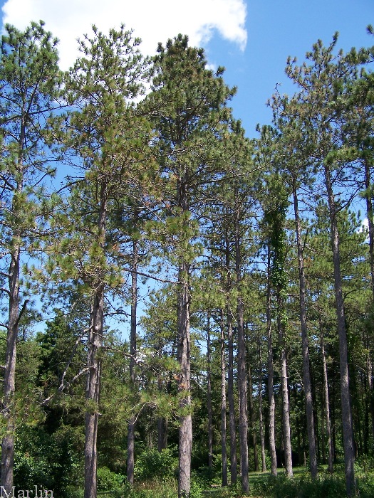 Red Pine Pinus resinosa North American Insects & Spiders