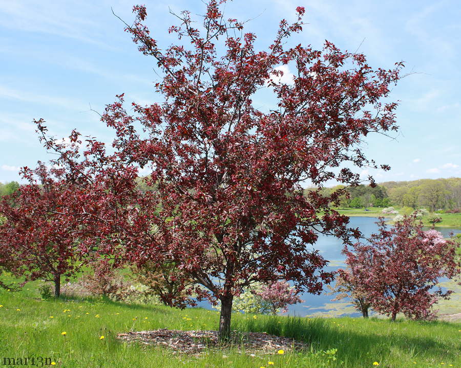 Royalty Crabapple Malus 'Royalty' North American Insects & Spiders