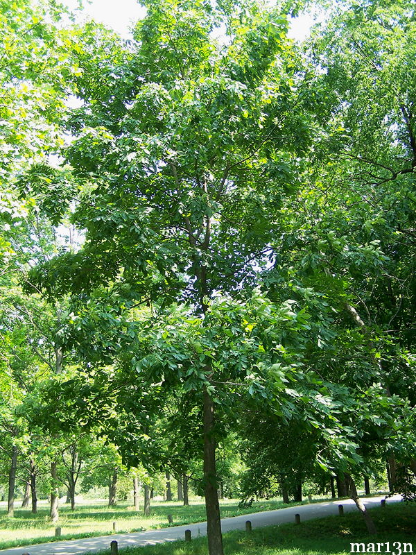 Shellbark Hickory Carya laciniosa North American Insects & Spiders