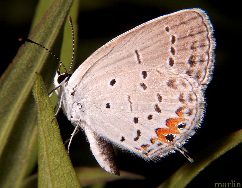 Eastern Tailed Blue Butterfly North American Insects & Spiders