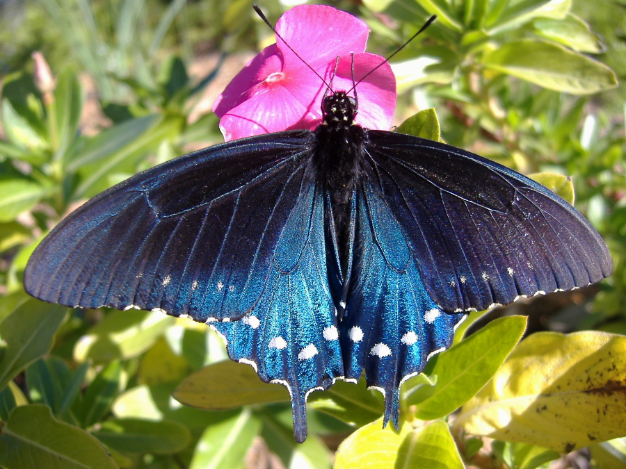 Pipevine Swallowtail Butterfly North American Insects & Spiders