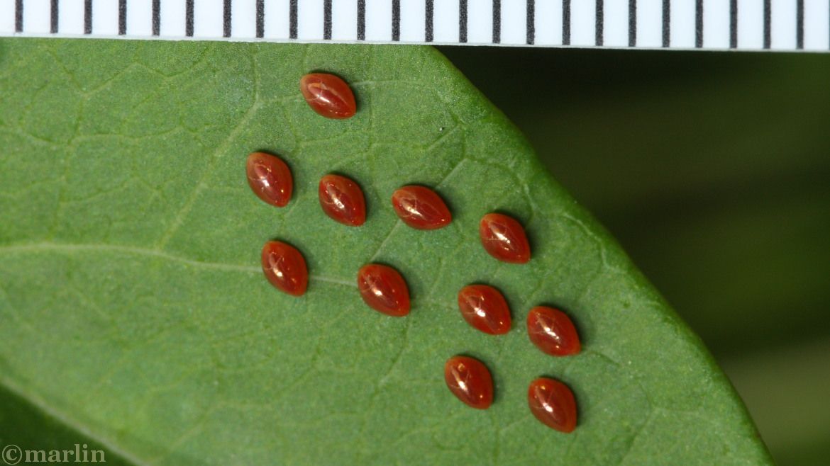 LeafFooted Bugs North American Insects & Spiders