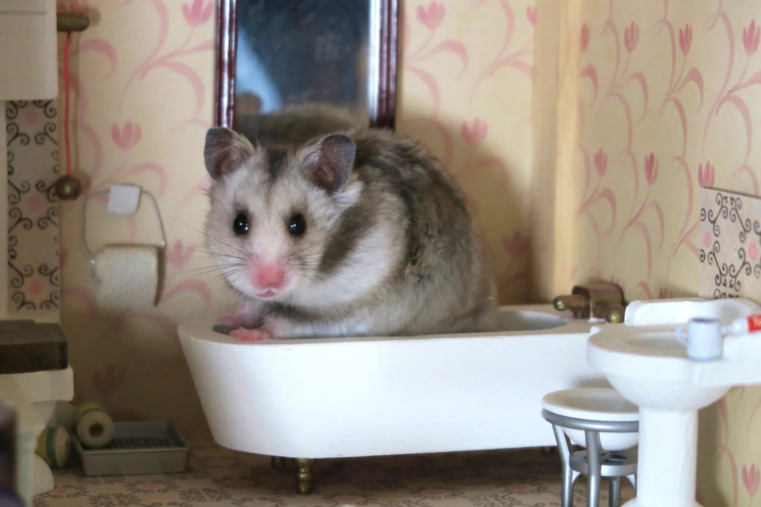 How To Bathe A Hamster Safely When Necessary