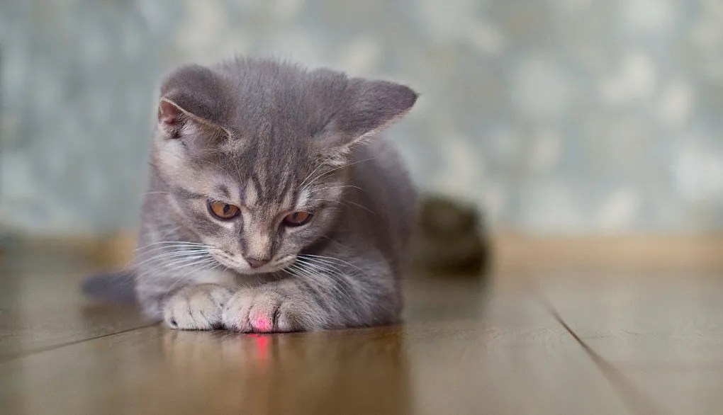 Why Do Cats Love To Chase Laser Pointers