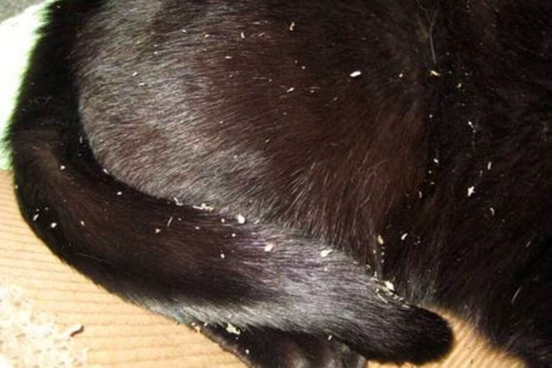 Dandruff In Cats