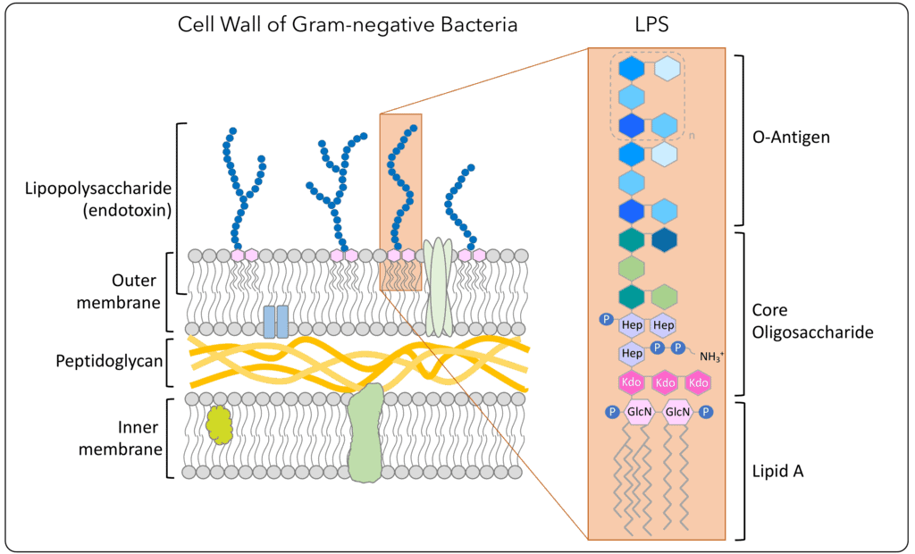 What are Endotoxins (LPS) Explanation and info Citeq