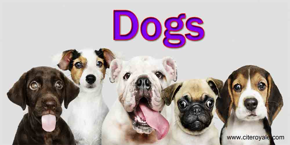 What Pets eat Bugs? Bugs that your pet should avoid CiteRoyale