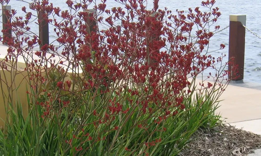 Anigozanthos Big Red Kangaroo Paw
