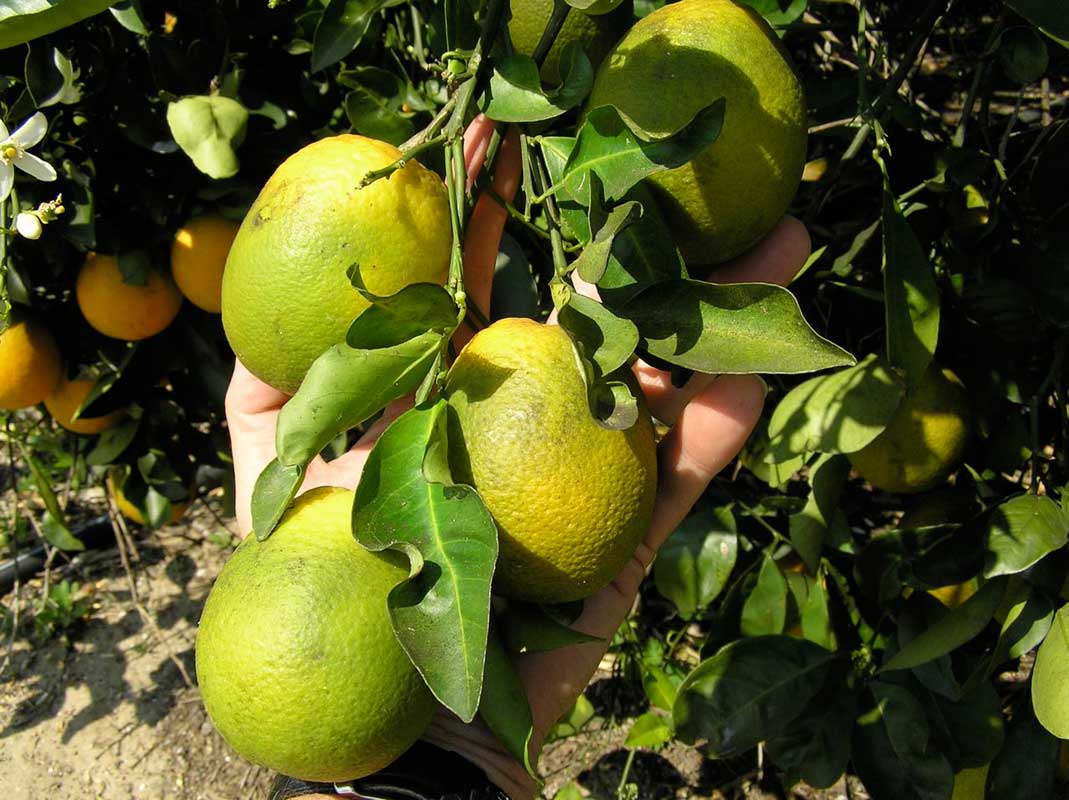 Citrus Greening Citrus Alert