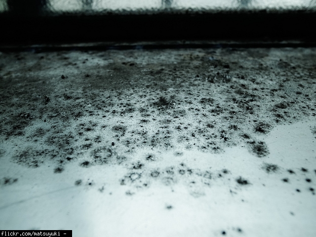 Eradicating Mold Spores from Vehicle (insurance, auto, best, seats