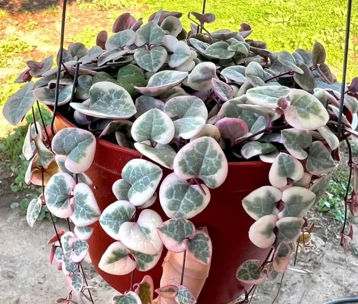Variegated String of Hearts Care Propagation and Growing Guide Citycacti