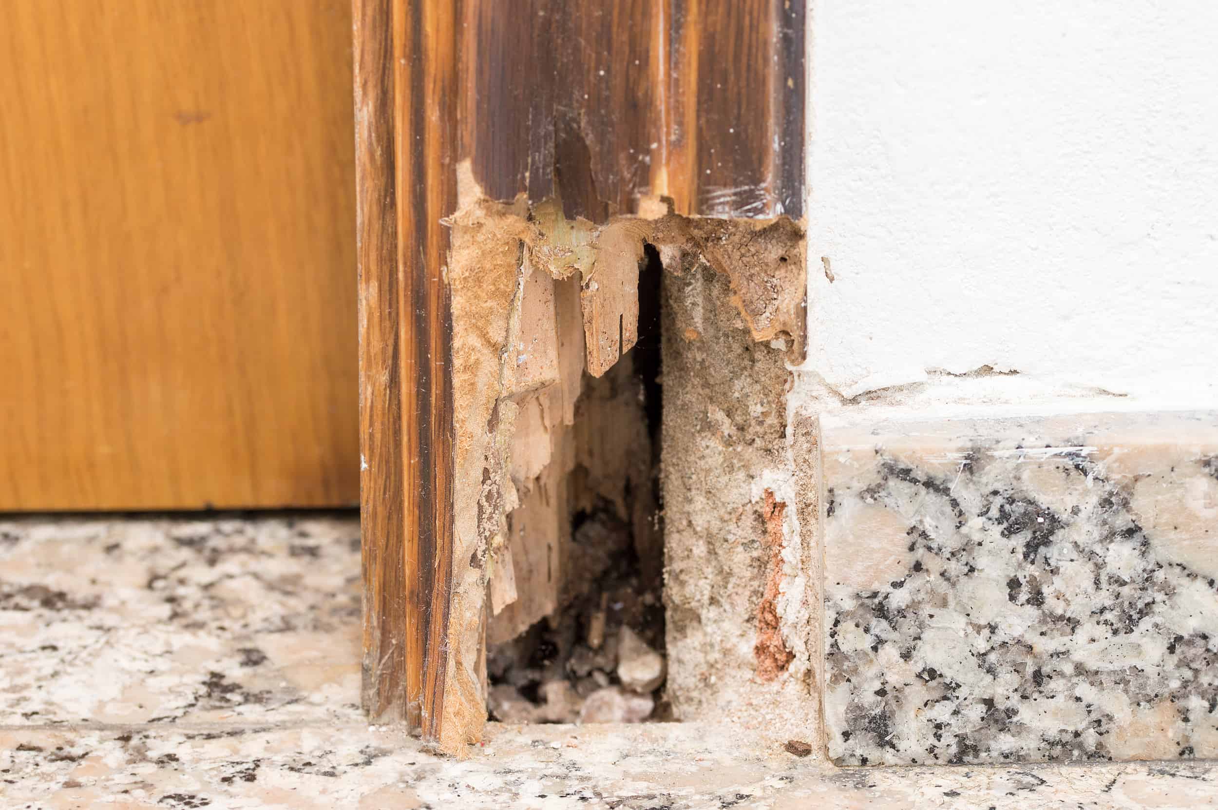 How To Prevent Dry Rot In Your Home? Citylets blog