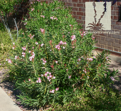Maybe you would like to learn more about one of these? Dwarf Pink Oleander - Nerium oleander 'Petite Pink ...