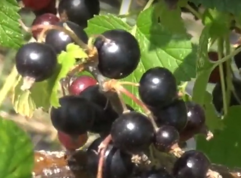 Le cassis un fruit à découvrir CJSO