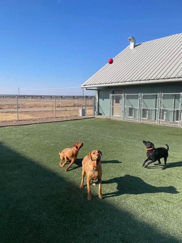 Good Dog Pet Ranch Retail Projects