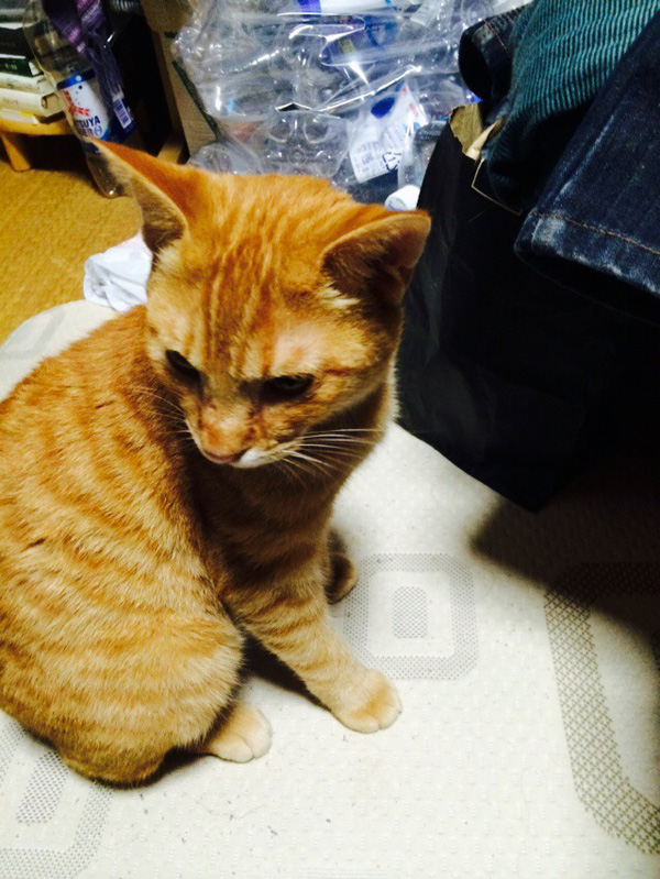 猫 差し上げます シティライフ株式会社｜千葉県市原市で情報紙発行・印刷全般・広告・ホームページ制作