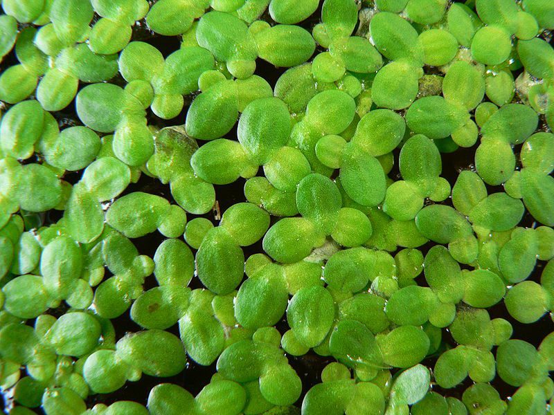 The Guide to Florida’s Aquatic Plants 10 Species Found in Florida Clarke