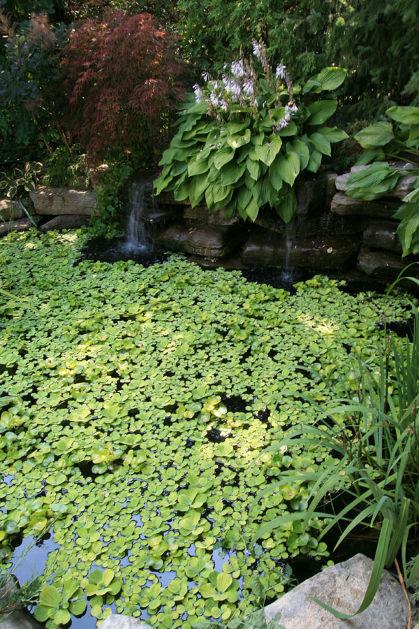 Green Pond Water UV Sterilizers Koi Ponds