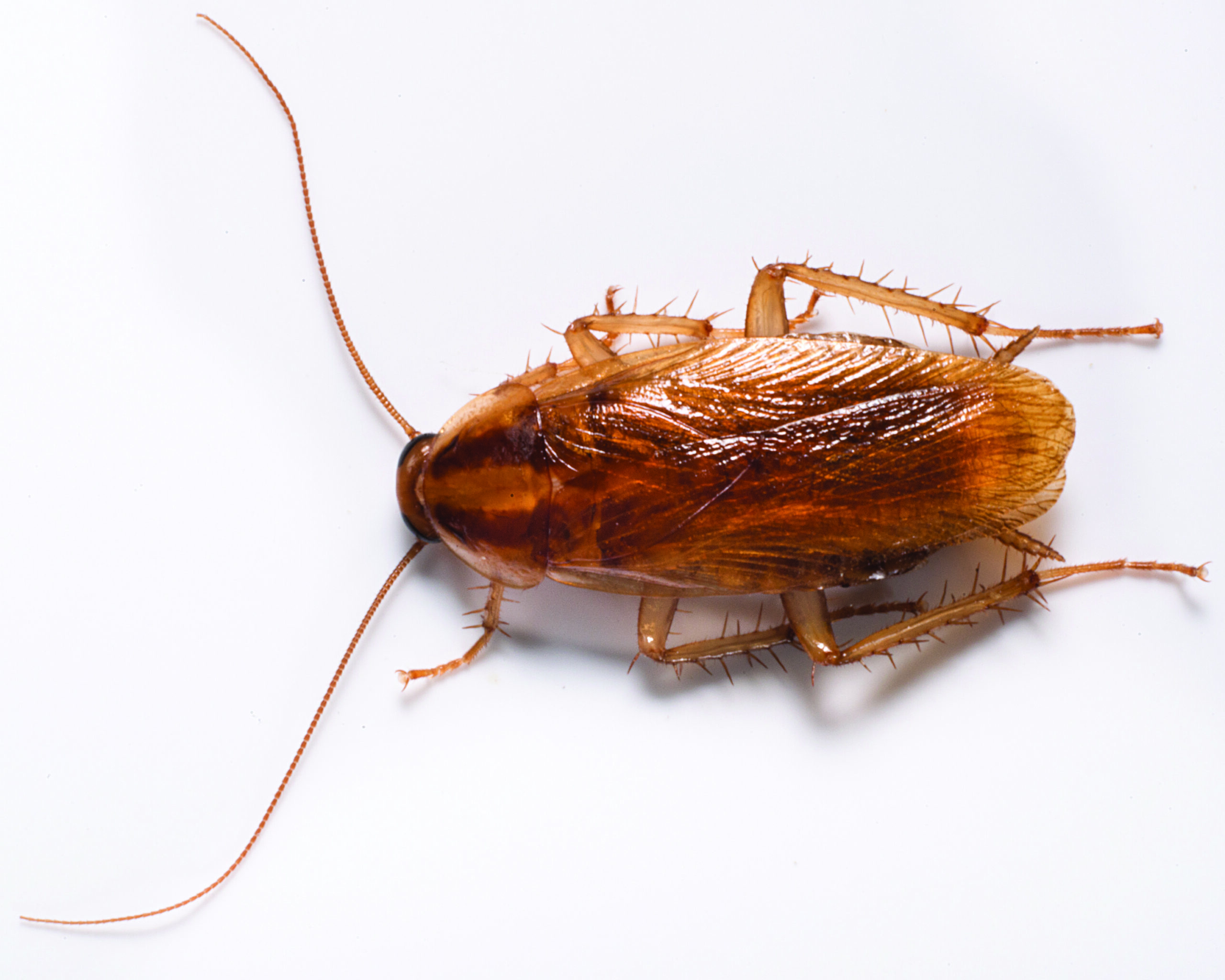 German Roach Clark's Pest How To Get Rid of Roaches