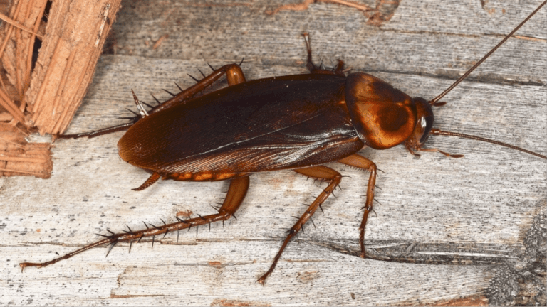 Palmetto Bugs... Large & in Charge! Clark's Pest