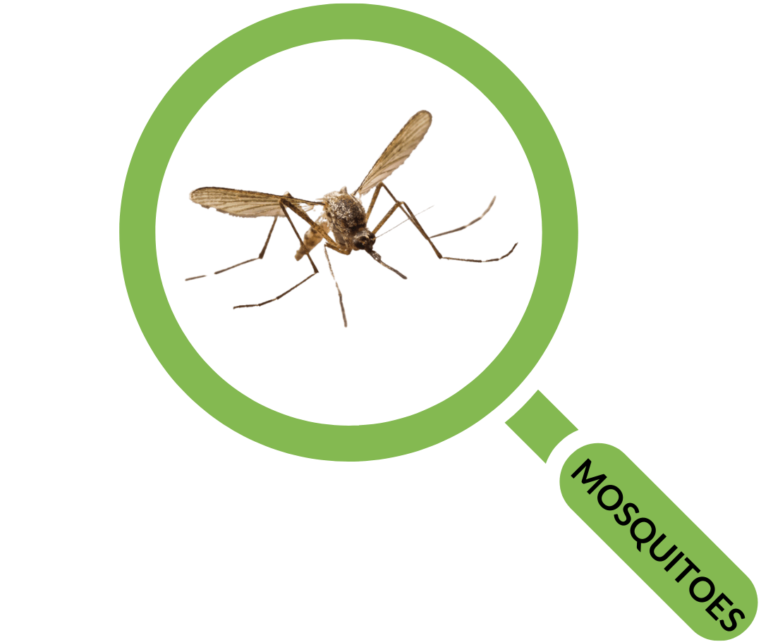 Pest Control Columbia SC Homeowners & Businesses Get Free Quote