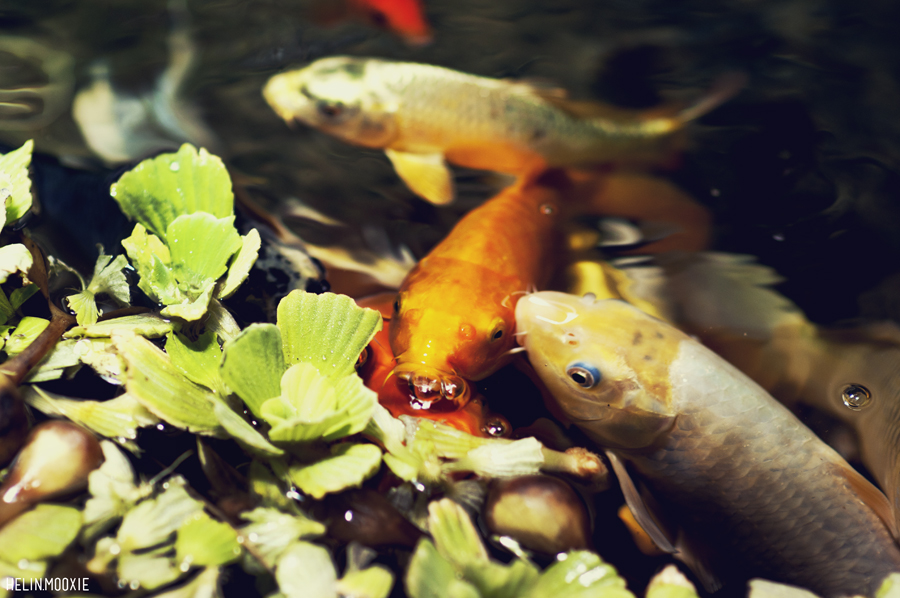 Clark's Pet Emporium Fish Pond Accessories