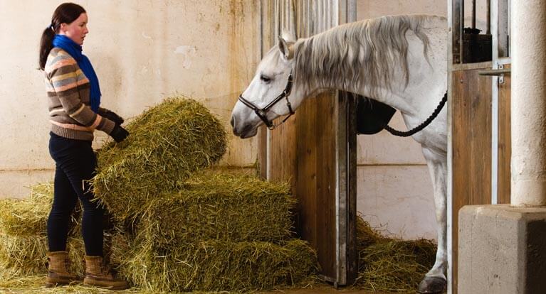 Groom équestre, la botte secrète du cavalier