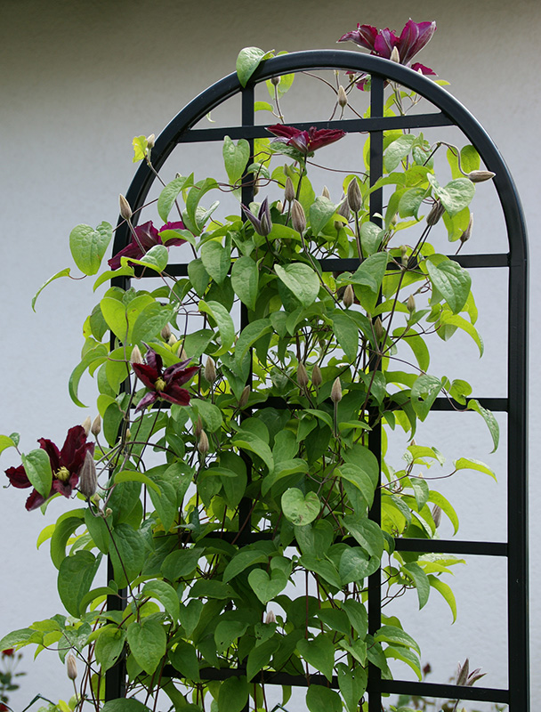 Freistehende Rankhilfe Burlington Classic Garden Elements DE