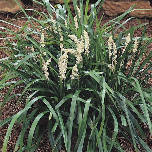 Monroe's White Lily Turf Liriope Muscari Monroe's White From Classic Groundcovers