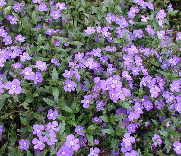 Blue Speedwell Veronica penduncularis Blue from Classic