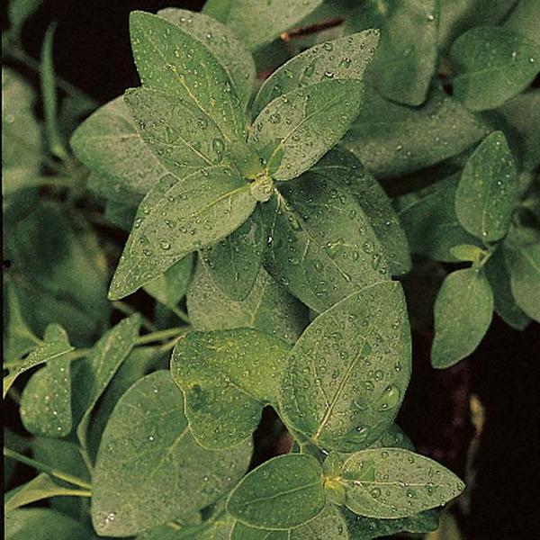 Big Leaf Periwinkle Vinca major from Classic Groundcovers