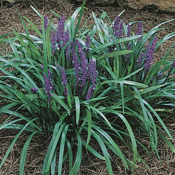 Royal Purple Lily Turf Liriope muscari Royal Purple from Classic