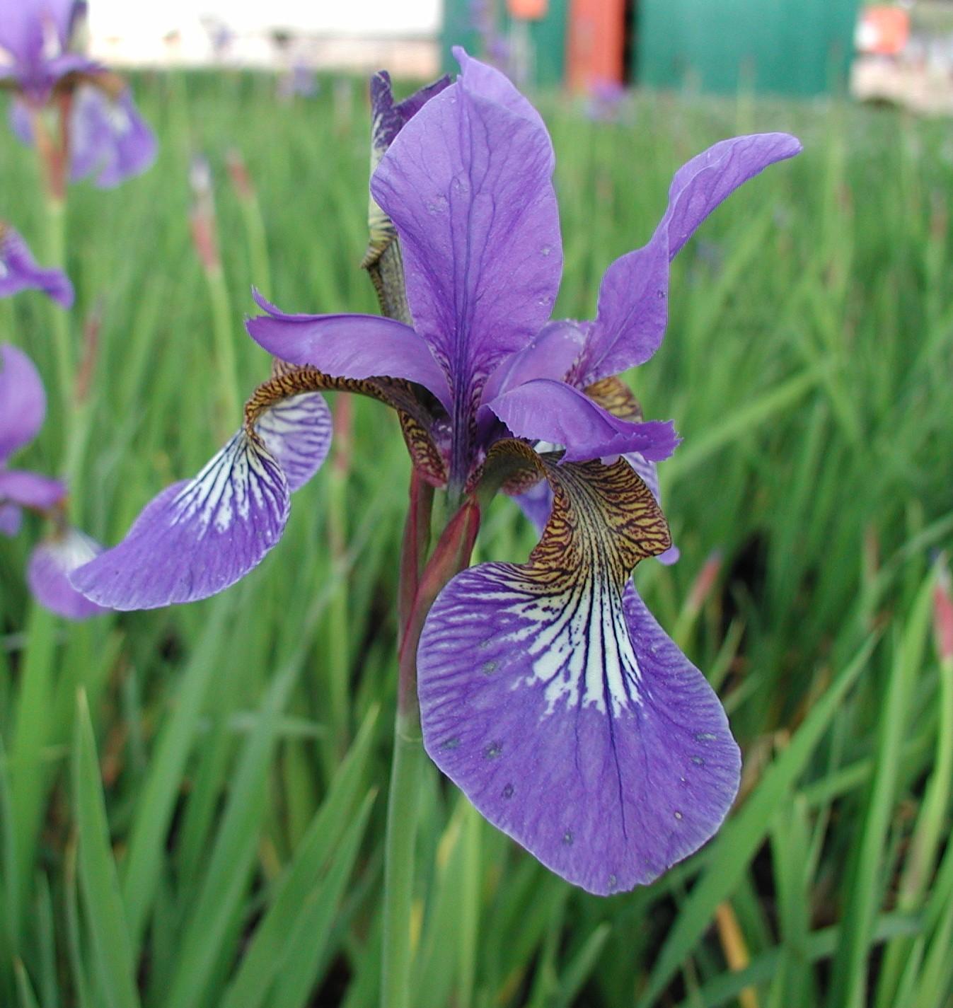 Siberian Iris Iris siberica Caesar's Brother from Classic Groundcovers
