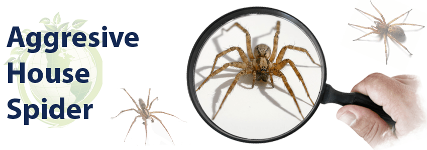 Hobo Spider Or Wolf Spider Wolf Spider
