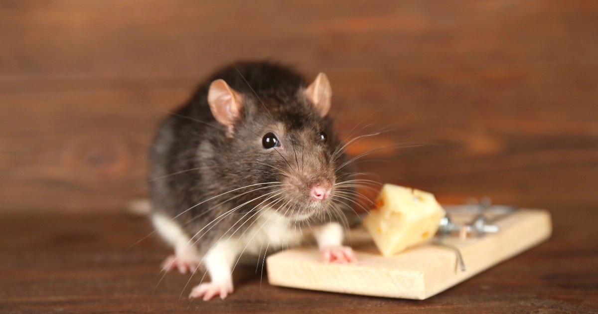 Does Pest Control Attract Bugs? Classic Pest Control & Insulation