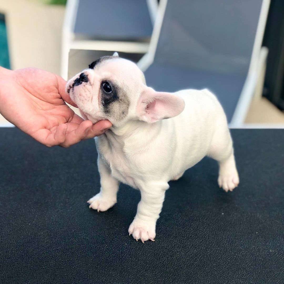 Mini French Bulldog/french Bulldog Puppies For Sale Under 1000