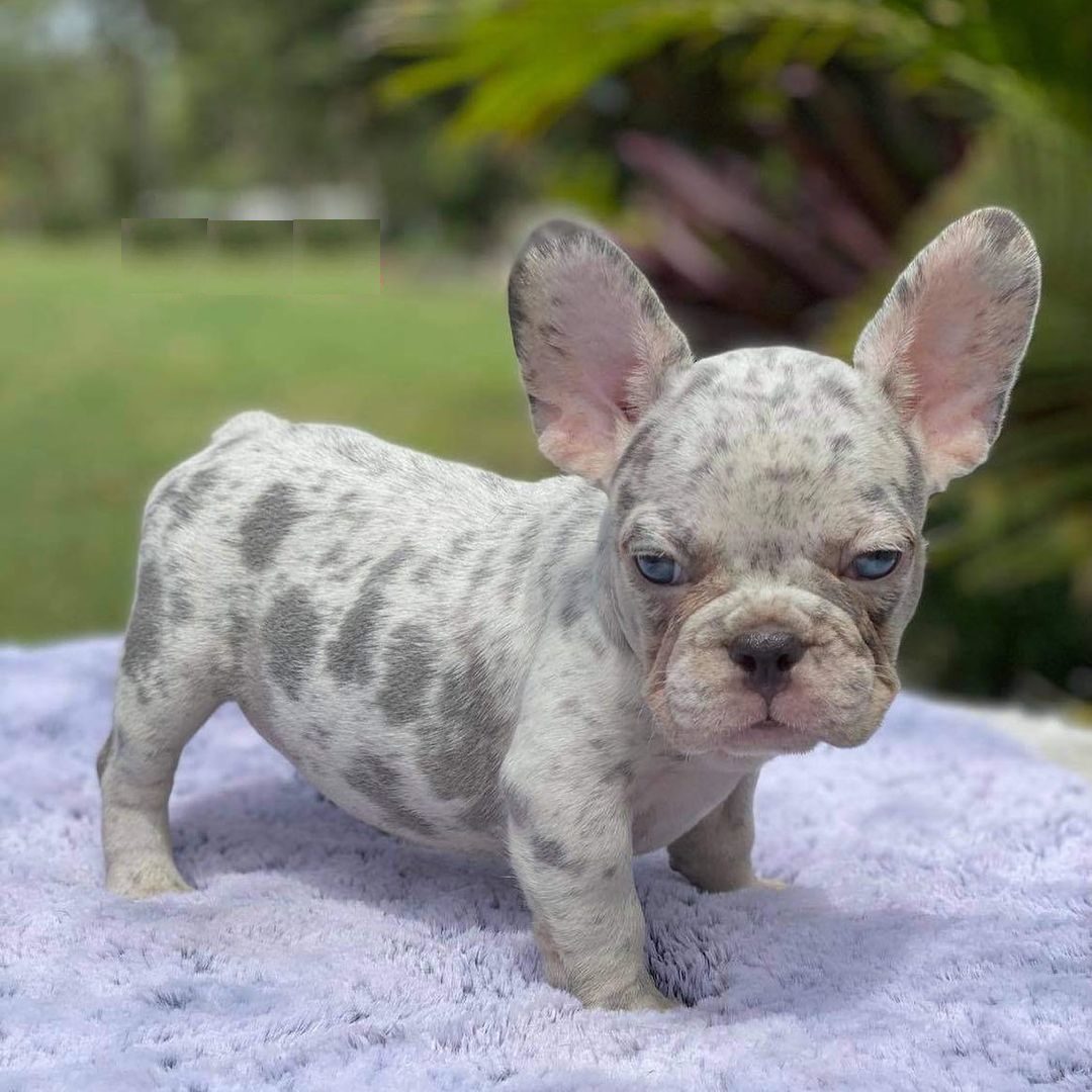 French Bulldog Rescue Puppies/french Bulldog Puppies Michigan