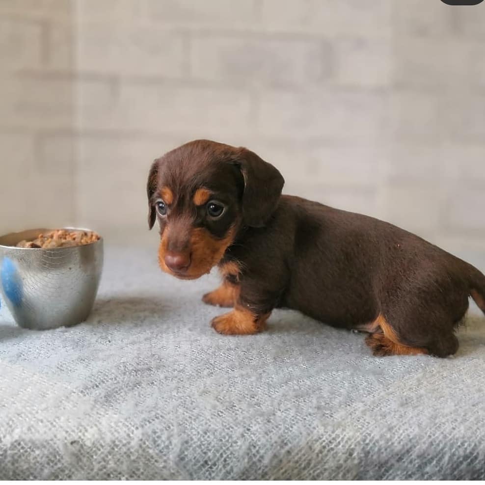 Teacup Dachshund Puppies/teacup Weiner Dogs For Sale