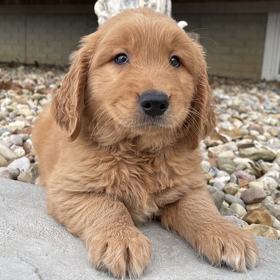 Golden Retriever Puppies Near Me/golden Retriever Puppies For Sale Near Me